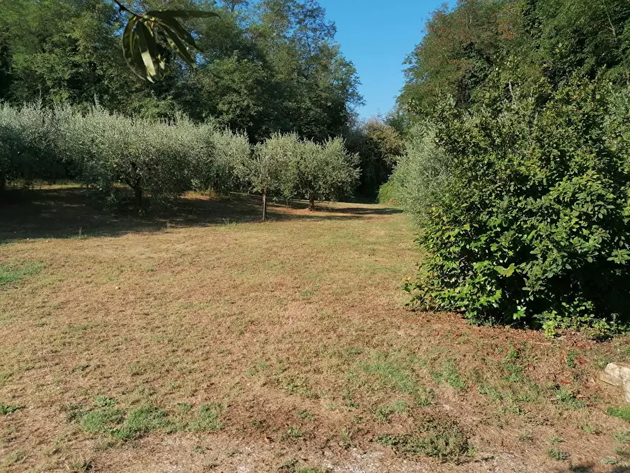 Immagine 14 di Terreno agricolo in vendita  a Casciana Terme Lari