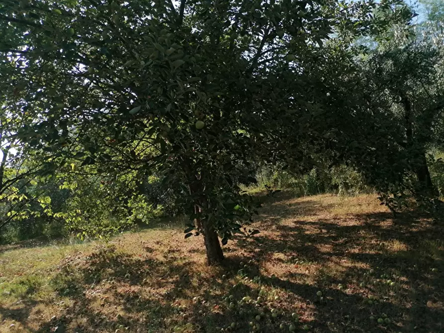 Immagine 3 di Terreno agricolo in vendita  a Casciana Terme Lari