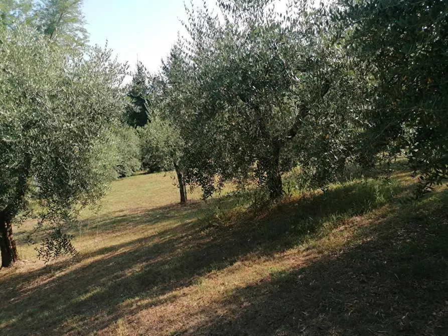 Immagine 9 di Terreno agricolo in vendita  a Casciana Terme Lari