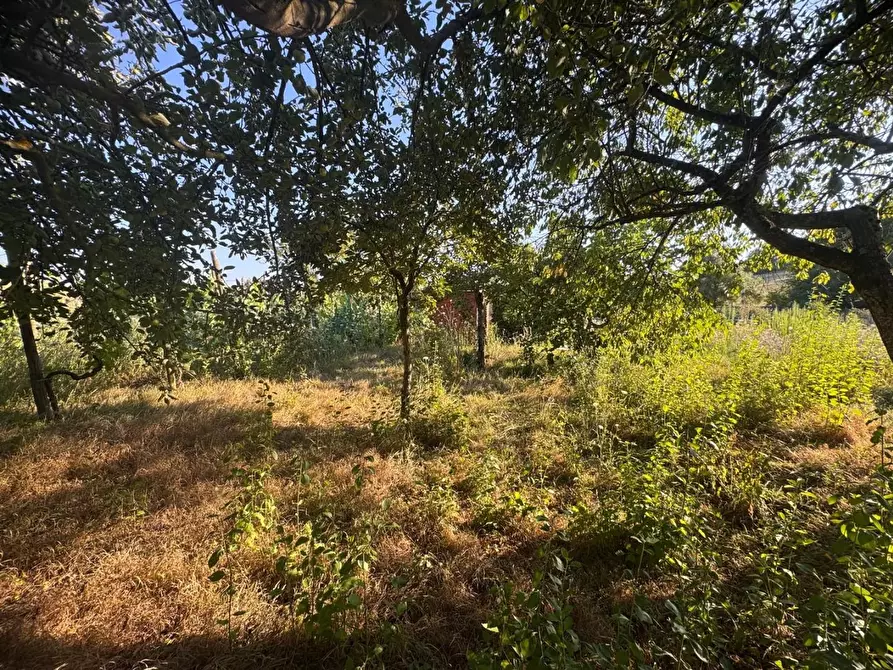 Immagine 3 di Terreno agricolo in vendita  a Siena