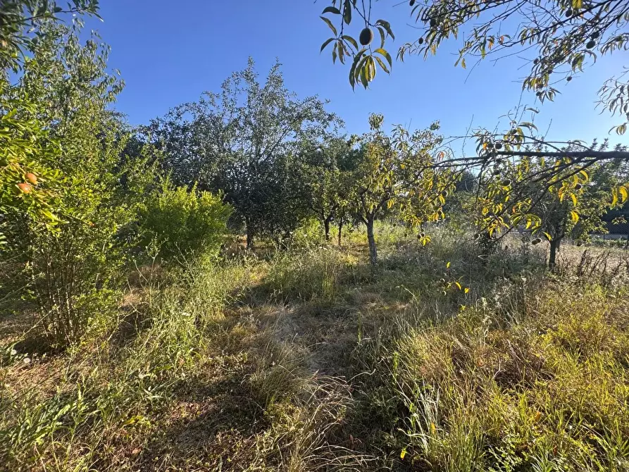 Immagine 6 di Terreno agricolo in vendita  a Siena