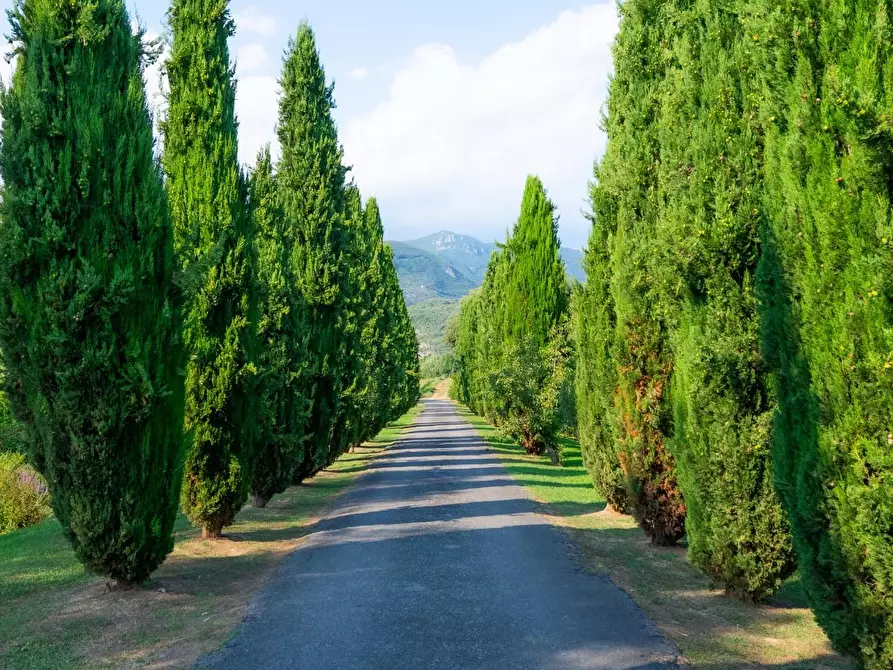 Immagine 7 di Villa in vendita  a Pietrasanta