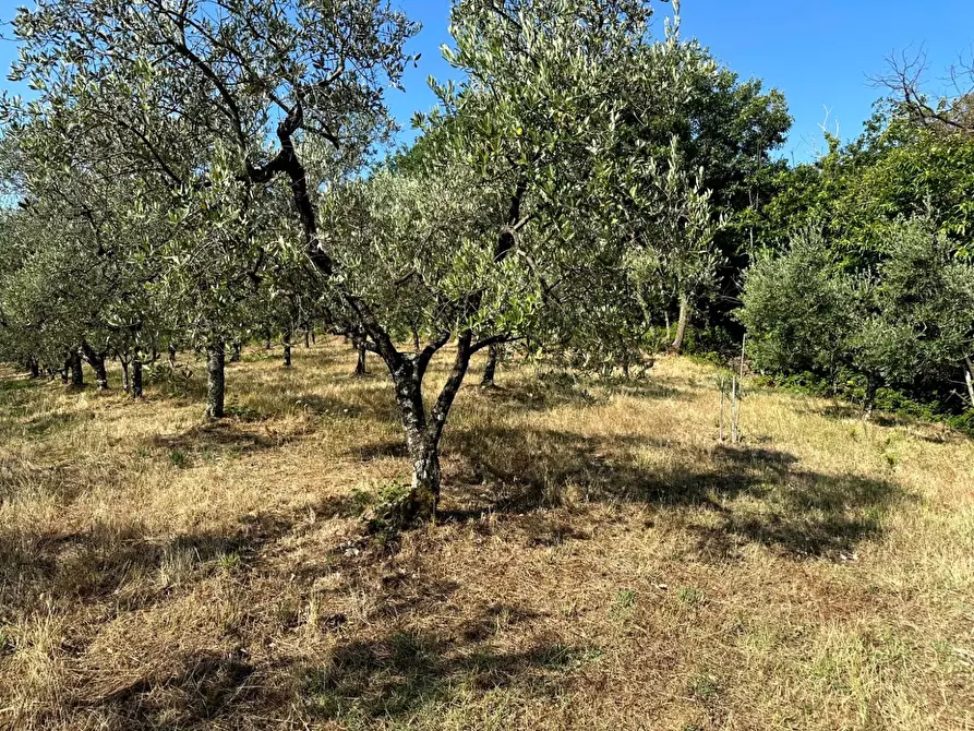 Immagine 27 di Casa colonica in vendita  a Larciano