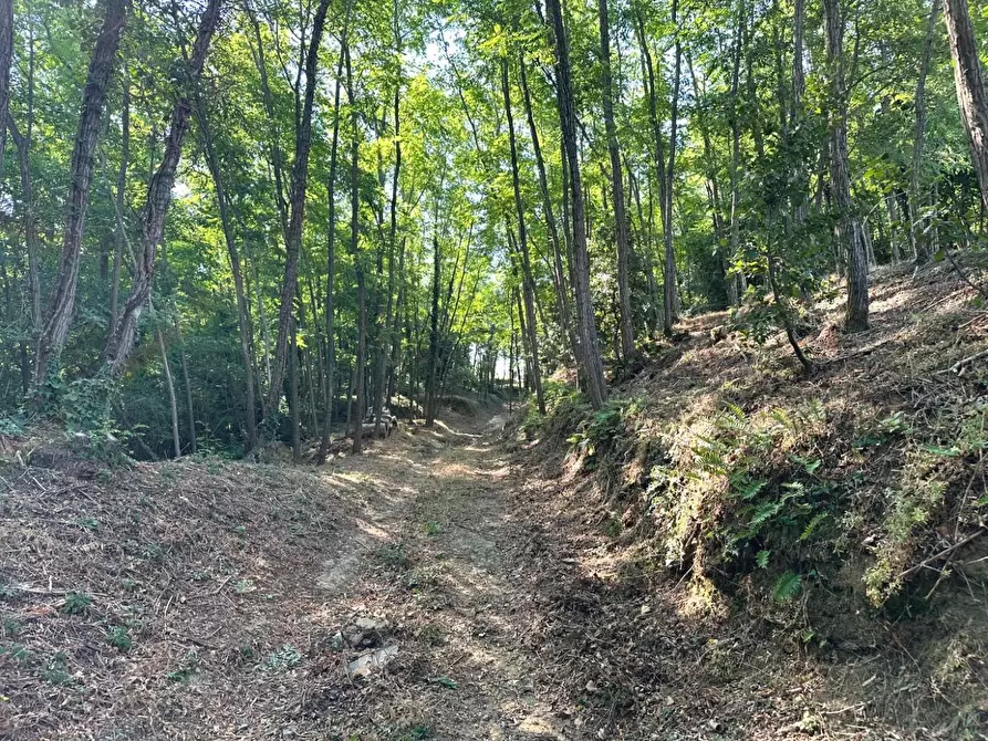Immagine 30 di Casa colonica in vendita  a Larciano