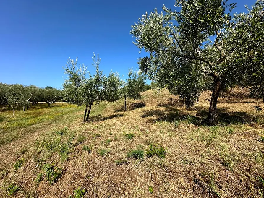 Immagine 29 di Casa colonica in vendita  a Larciano