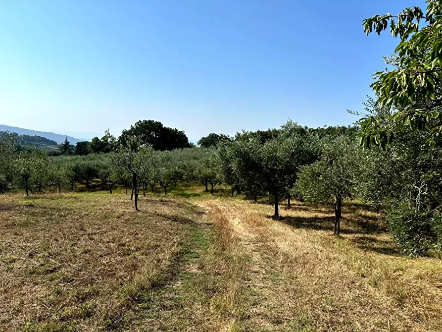 Immagine 28 di Casa colonica in vendita  a Larciano