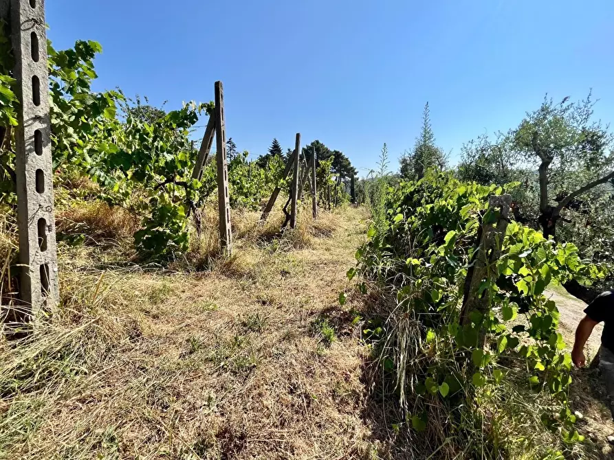 Immagine 41 di Rustico / casale in vendita  a Marliana