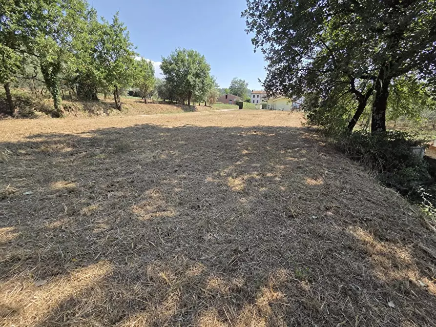 Immagine 3 di Terreno agricolo in vendita  a Porcari