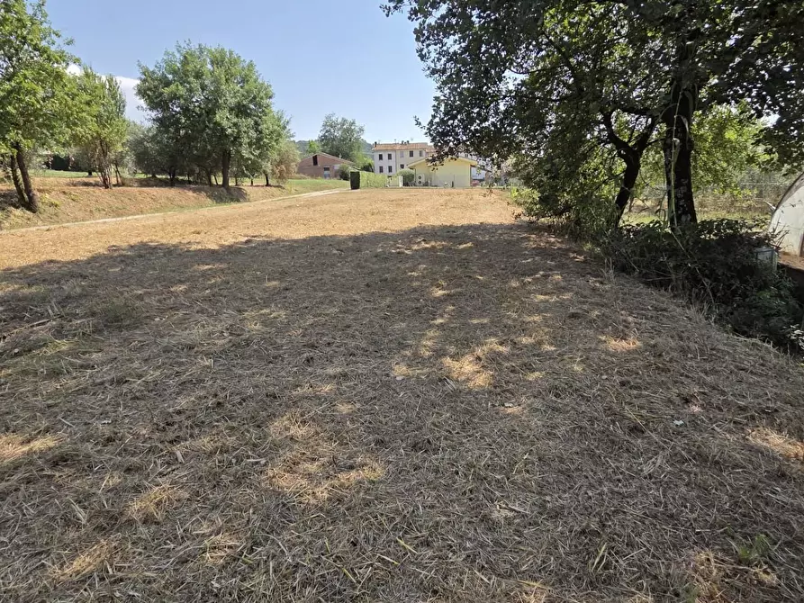 Immagine 5 di Terreno agricolo in vendita  a Porcari