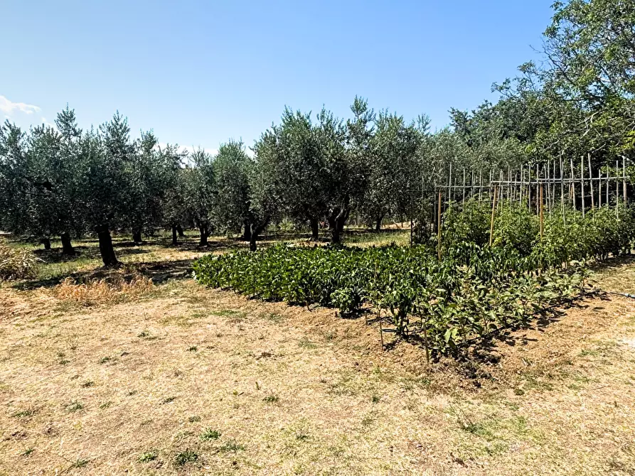 Immagine 9 di Terreno agricolo in vendita  a Monteodorisio
