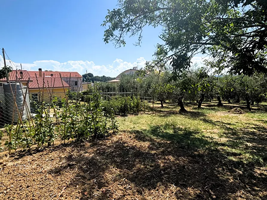 Immagine 12 di Terreno agricolo in vendita  a Monteodorisio