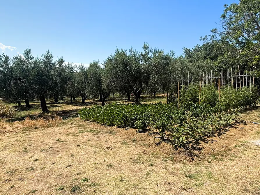 Immagine 10 di Terreno agricolo in vendita  a Monteodorisio
