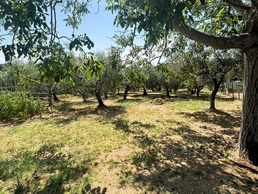 Immagine 11 di Terreno agricolo in vendita  a Monteodorisio