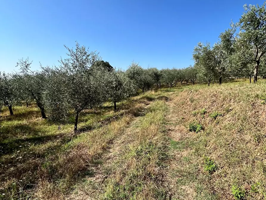 Immagine 3 di Casa semindipendente in vendita  a Larciano