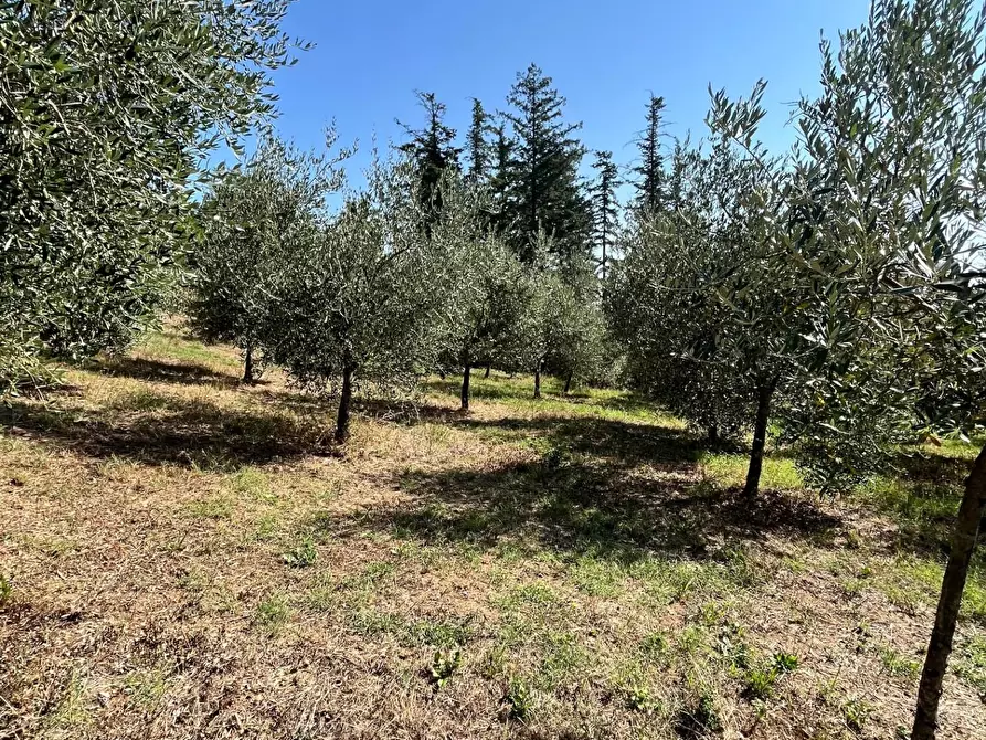 Immagine 6 di Casa semindipendente in vendita  a Larciano