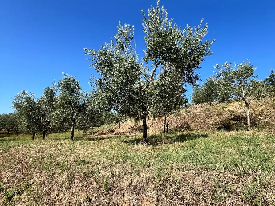 Immagine 4 di Casa semindipendente in vendita  a Larciano