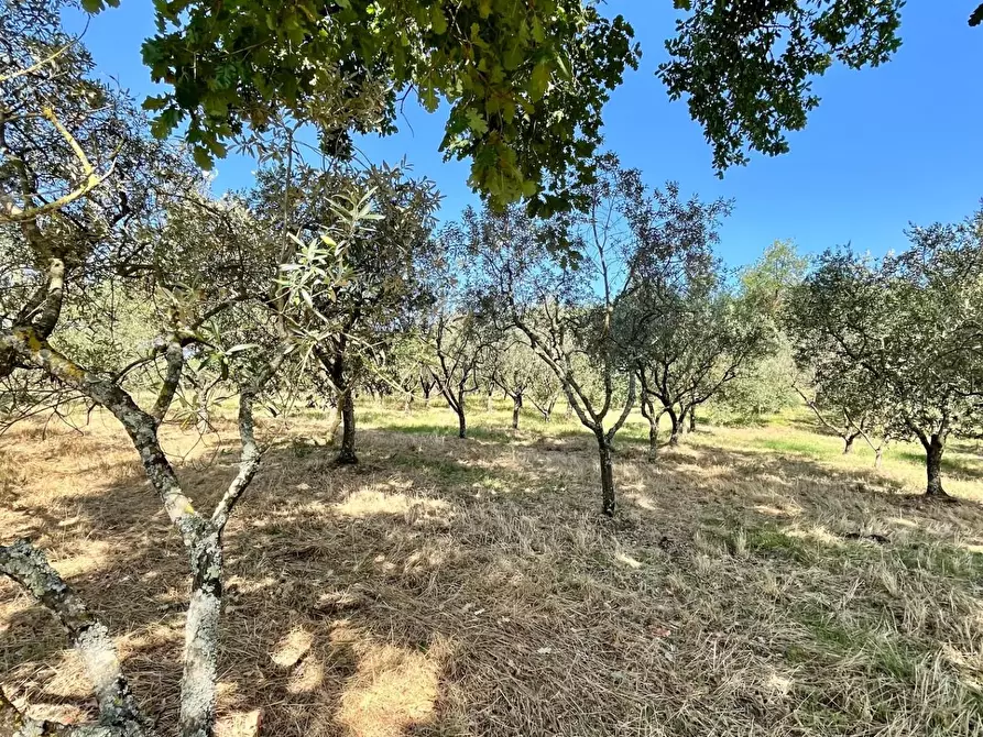 Immagine 9 di Casa semindipendente in vendita  a Larciano