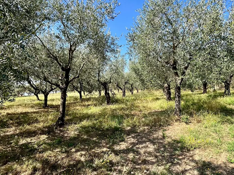 Immagine 7 di Casa semindipendente in vendita  a Larciano