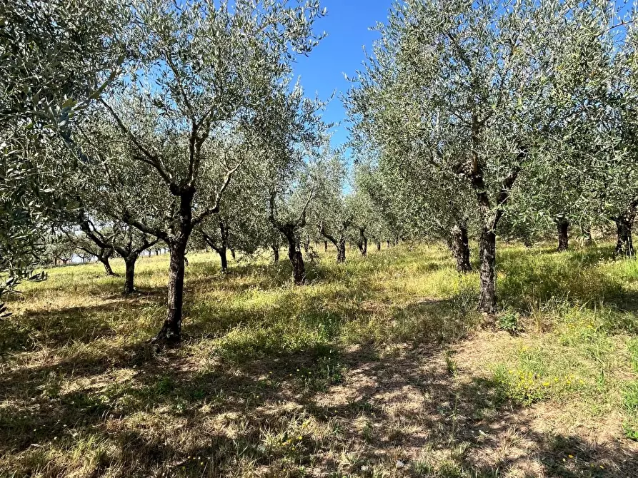 Immagine 5 di Casa semindipendente in vendita  a Larciano