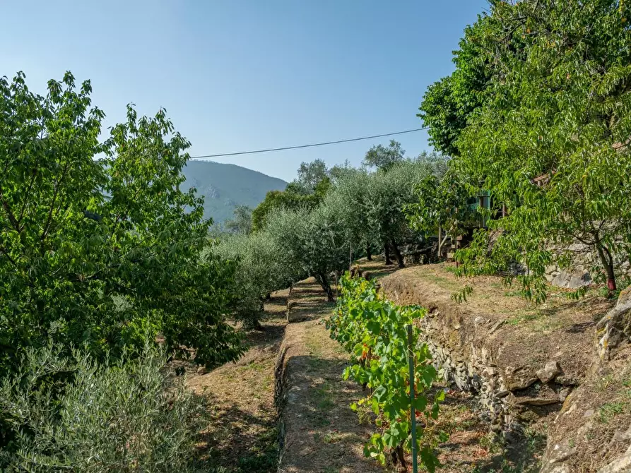 Immagine 42 di Appartamento in vendita  a Calci