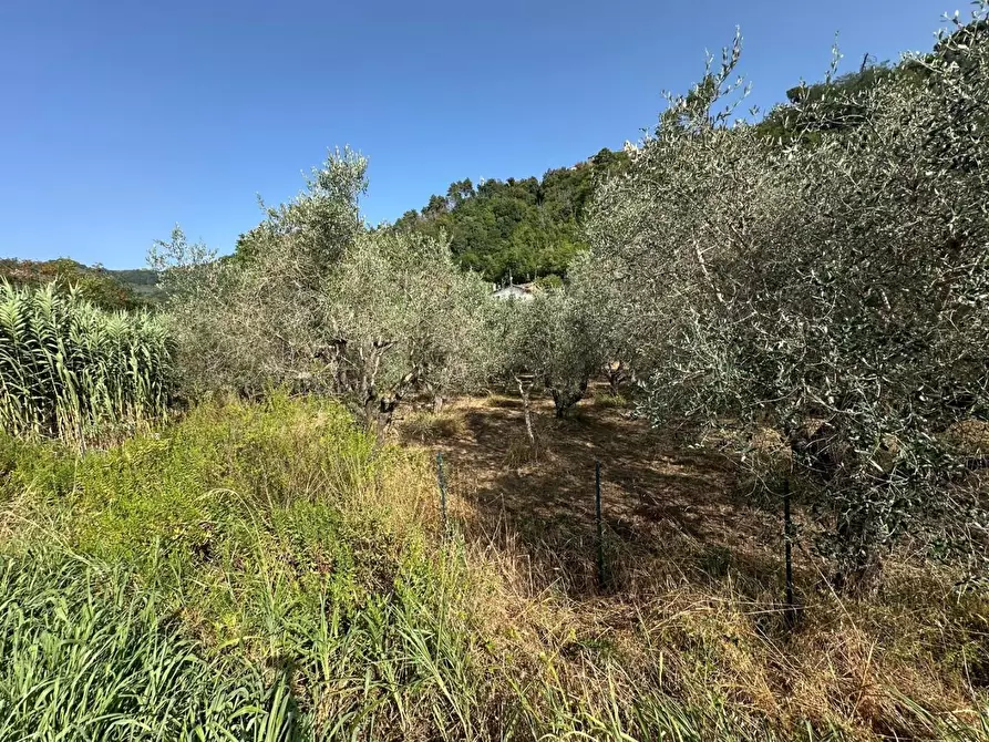 Immagine 2 di Terreno residenziale in vendita  a Ortonovo