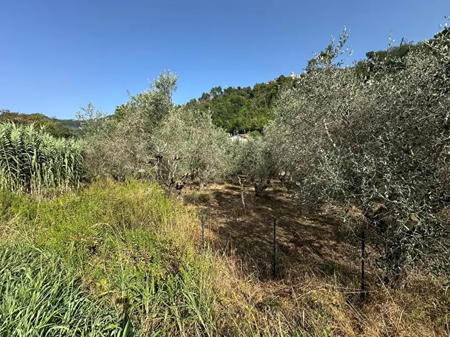 Immagine 3 di Terreno residenziale in vendita  a Ortonovo
