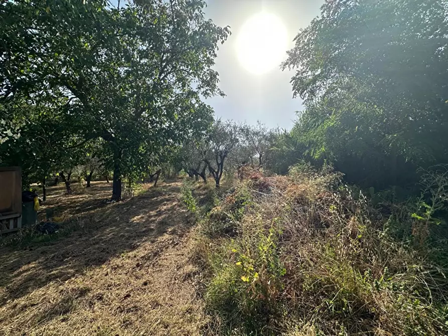 Immagine 7 di Terreno residenziale in vendita  a Ortonovo