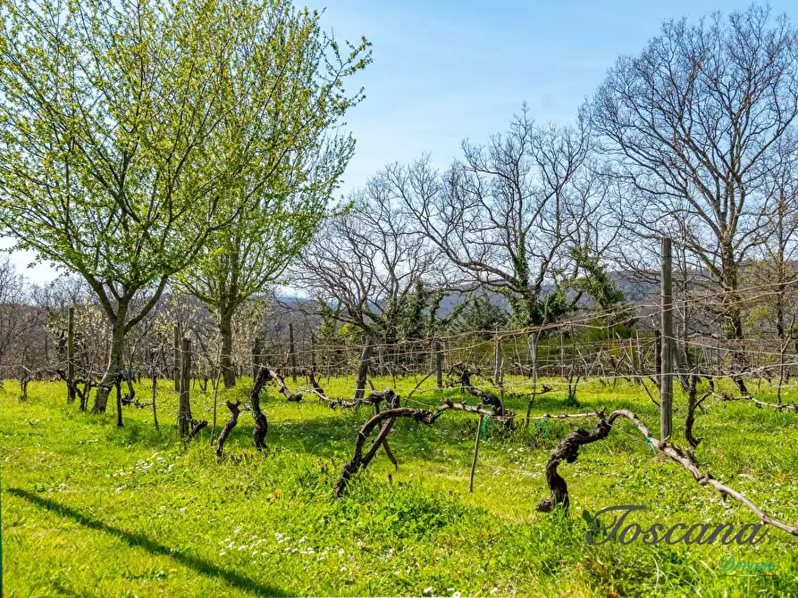 Immagine 76 di Casa colonica in vendita  a Massa Marittima