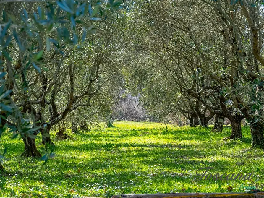 Immagine 75 di Casa colonica in vendita  a Massa Marittima