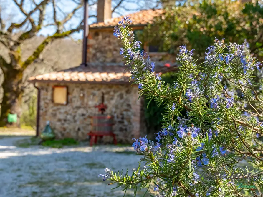 Immagine 81 di Casa colonica in vendita  a Massa Marittima