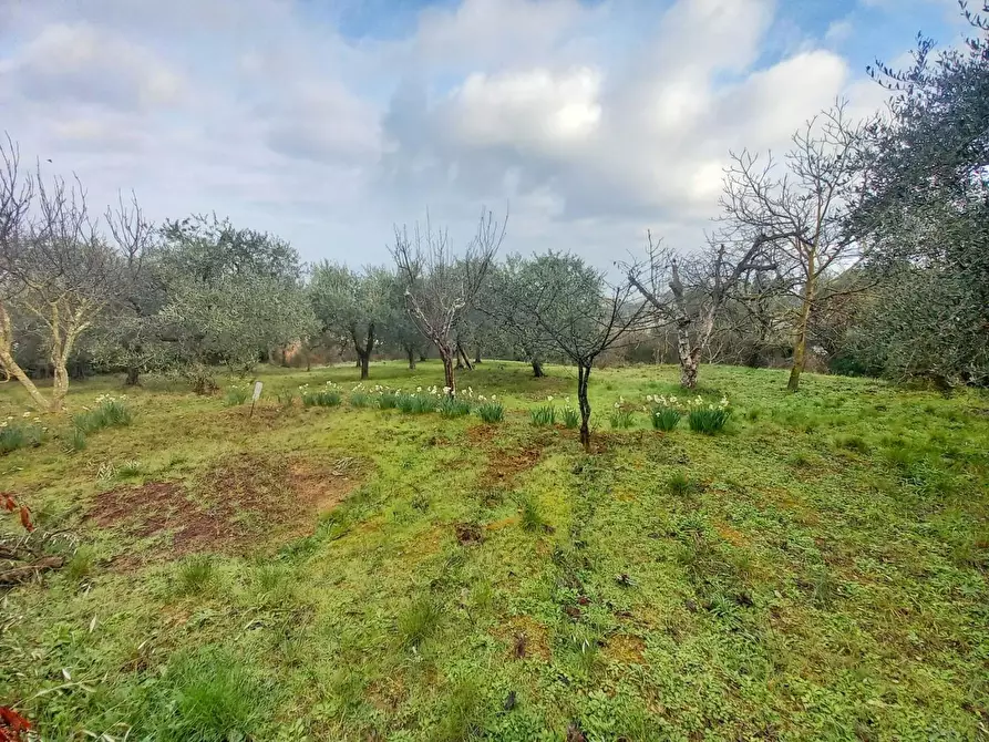 Immagine 62 di Villa in vendita  a Montaione
