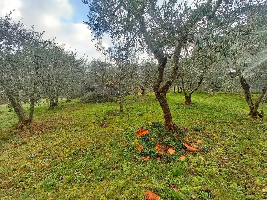 Immagine 63 di Villa in vendita  a Montaione