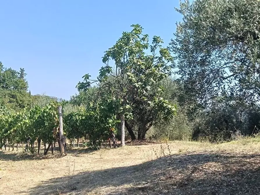 Immagine 40 di Terratetto in vendita  a Casole D'elsa