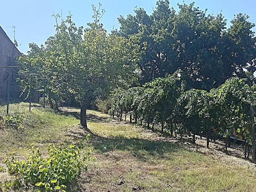 Immagine 42 di Terratetto in vendita  a Casole D'elsa