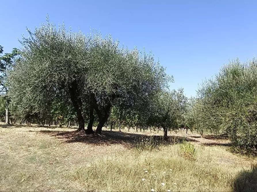 Immagine 41 di Terratetto in vendita  a Casole D'elsa