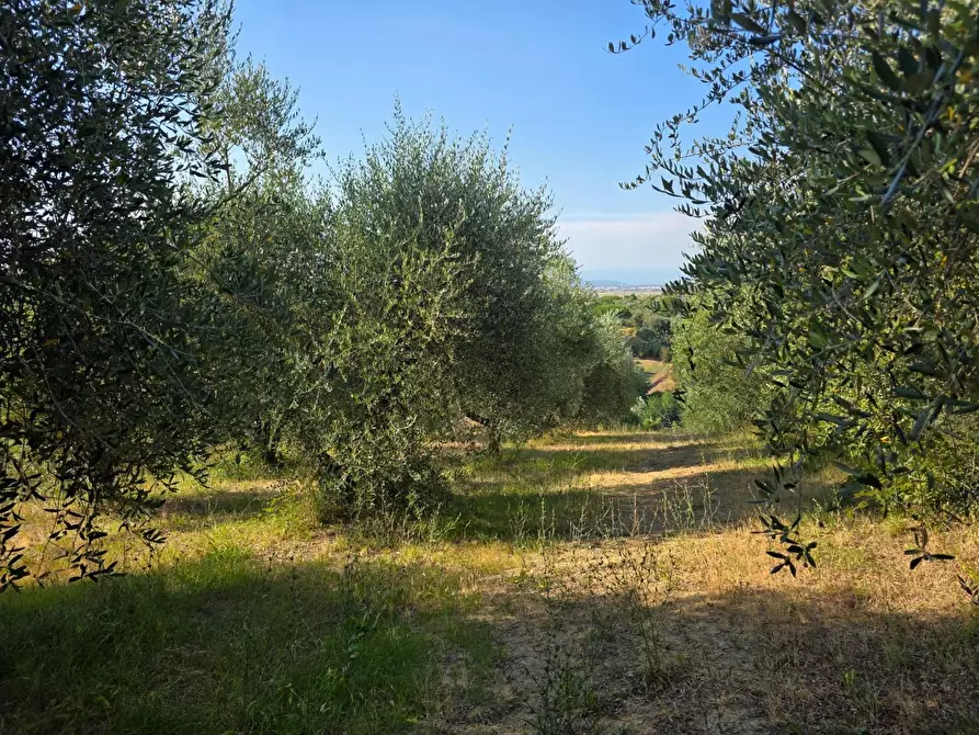 Immagine 22 di Terratetto in vendita  a Casciana Terme Lari