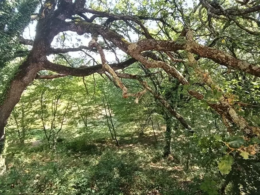 Immagine 36 di Casa colonica in vendita  a Gambassi Terme