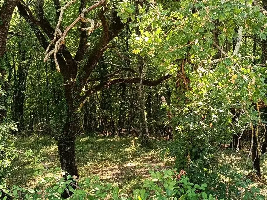 Immagine 37 di Casa colonica in vendita  a Gambassi Terme