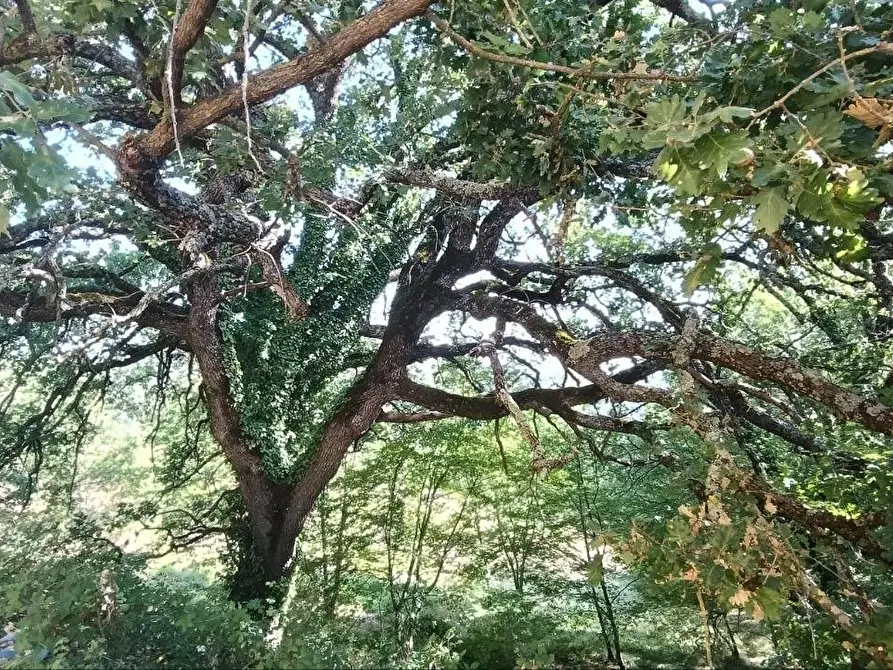 Immagine 38 di Casa colonica in vendita  a Gambassi Terme