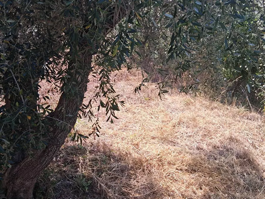 Immagine 102 di Villa in vendita  a Castellabate