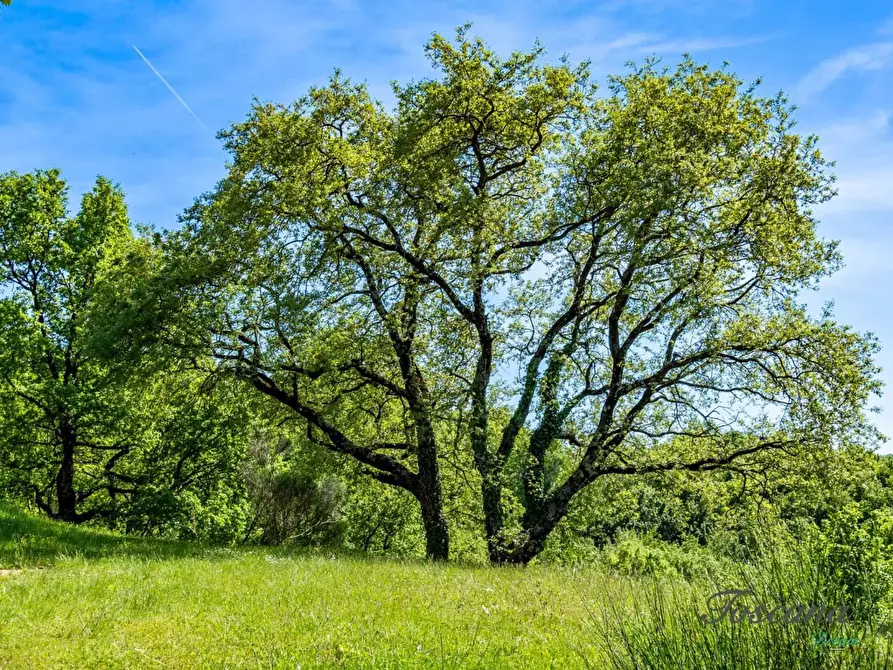 Immagine 76 di Villa in vendita  a Castelnuovo Val Di Cecina