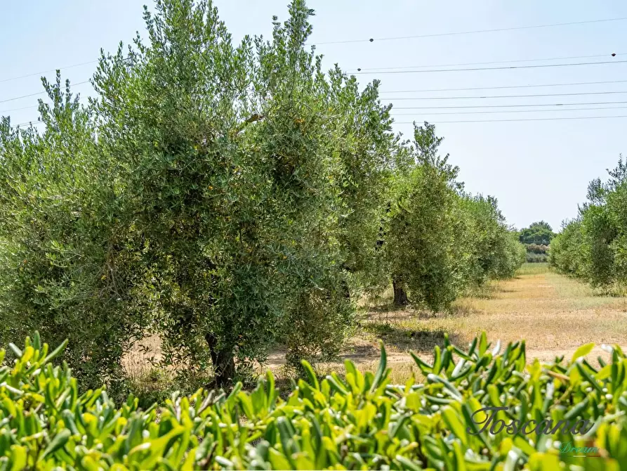 Immagine 61 di Porzione di casa in vendita  a Grosseto