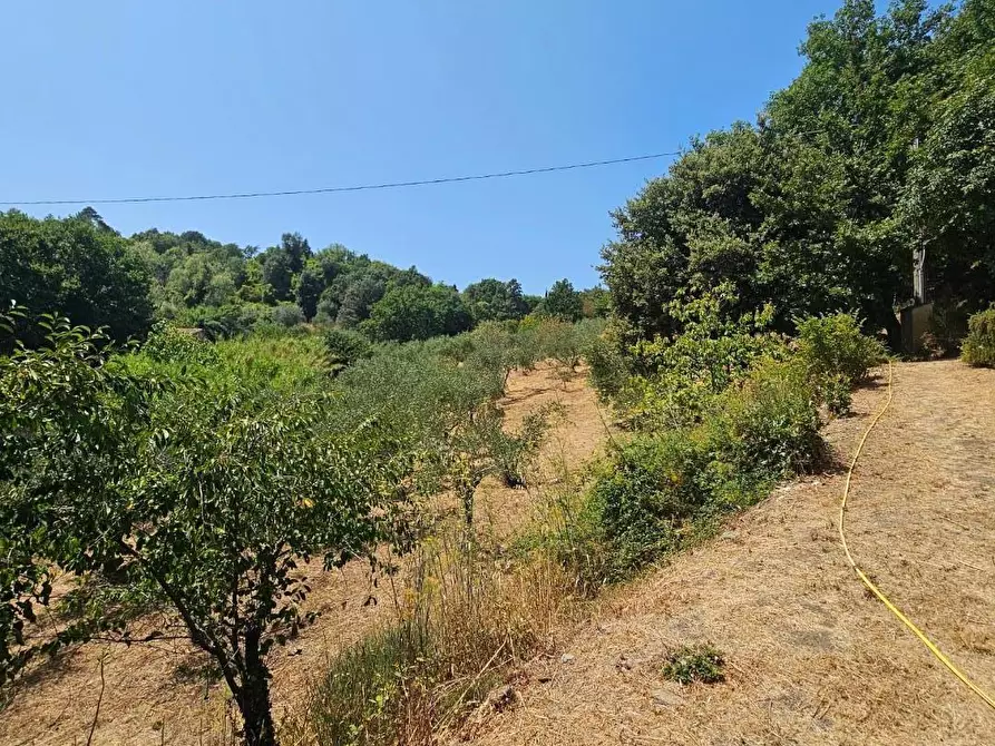 Immagine 5 di Rustico / casale in vendita  a Chianni
