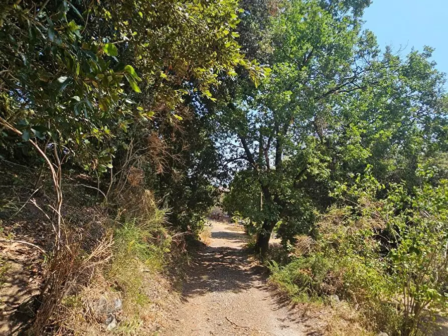Immagine 13 di Rustico / casale in vendita  a Chianni