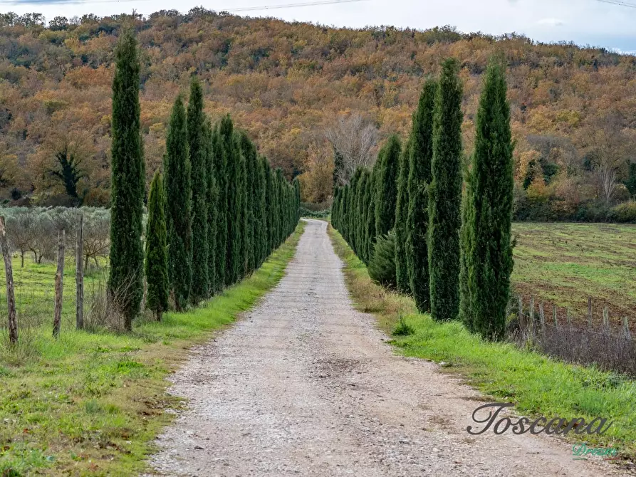 Immagine 15 di Rustico / casale in vendita  a Massa Marittima