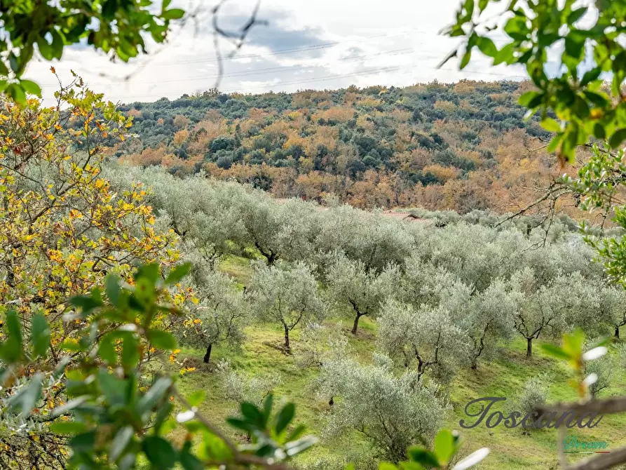 Immagine 19 di Rustico / casale in vendita  a Massa Marittima