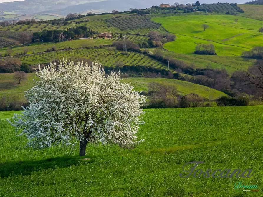 Immagine 12 di Casa colonica in vendita  a Campagnatico