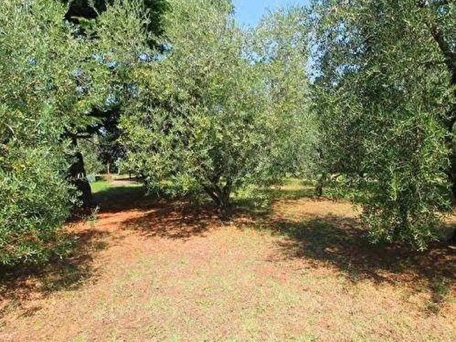 Immagine 14 di Casa colonica in vendita  a Vinci