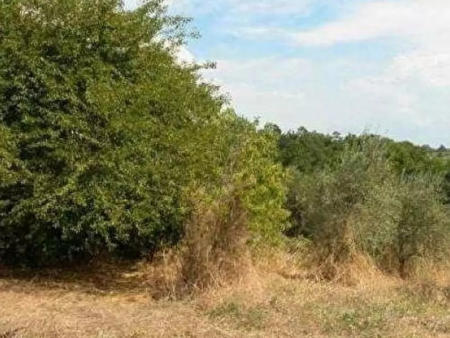 Immagine 6 di Rustico / casale in vendita  a Vinci