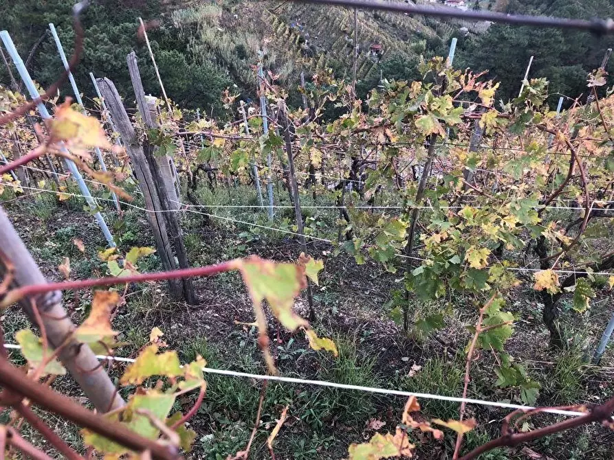 Immagine 3 di Attività artigianale in vendita  a Massa